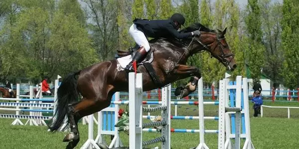 equestrian-1 | Sports Psychology Articles equestrian